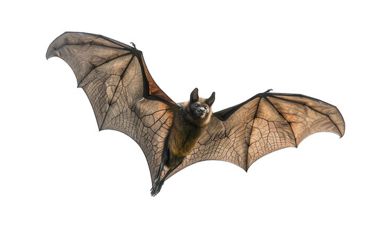 Flying Pipistrelle bat action shot of hunting animal transparent background or PNG file. This species is know for roosting and living in urban areas in Europe and Asia.