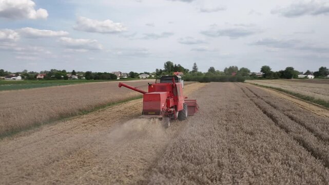 Żniwa, zbi&oacute;r zb&oacute;ż, kombajn Bizon