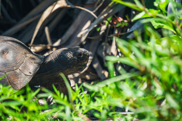 Obraz premium turtle in the grass
