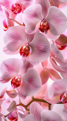 Fototapeta na wymiar bright pretty valley orchids