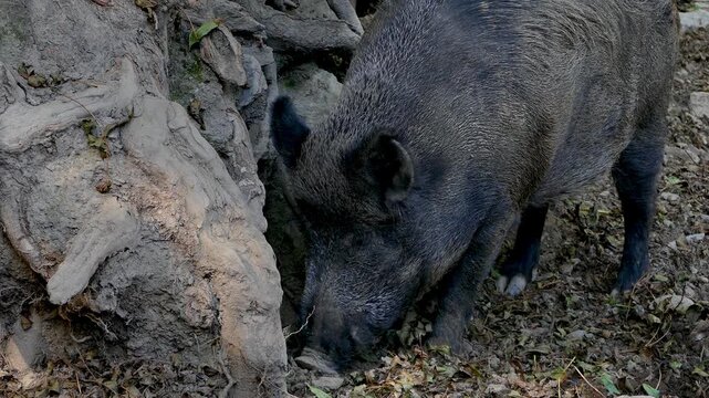 Closeup of a wild boar (Sus Scrofa).
Wild boar scratching the ground with its snout to look for food, in a wildlife reserve, in the Pyrenees of Catalonia, Spain.