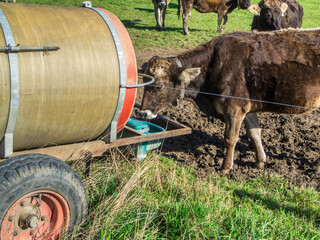 Single cows at the water tank in Bavaria