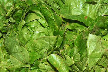 Close-up of fresh lettuce leaves