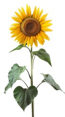 Sunflower flower with leaves and stem