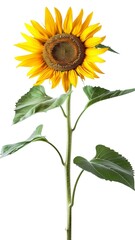 Fototapeta premium Sunflower flower with leaves and stem