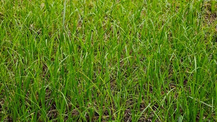  Lush Green Grass Texture: A close-up shot of vibrant green grass, showcasing the intricate details and textures of nature's carpet. Perfect for backgrounds, website designs, and presentations, this i