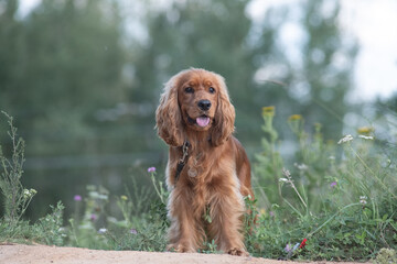 A beautiful purebred English Cocker Spaniel plays outdoors.