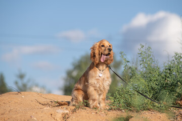 A beautiful purebred English Cocker Spaniel plays outdoors.