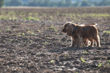 A beautiful purebred English Cocker Spaniel plays outdoors.