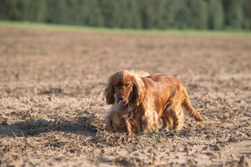 A beautiful purebred English Cocker Spaniel plays outdoors.