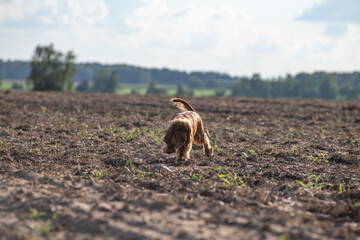 A beautiful purebred English Cocker Spaniel plays outdoors.