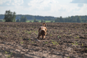 A beautiful purebred English Cocker Spaniel plays outdoors.