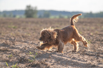 A beautiful purebred English Cocker Spaniel plays outdoors.