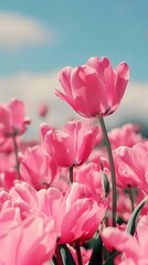 Obraz premium Pink Tulips in the Field Against a Blue Sky