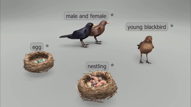 Life cycle of altricial birds
