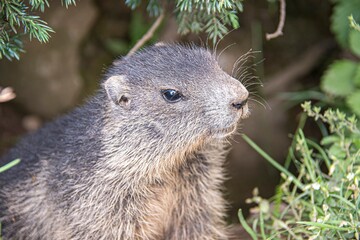 Marmot in the grass