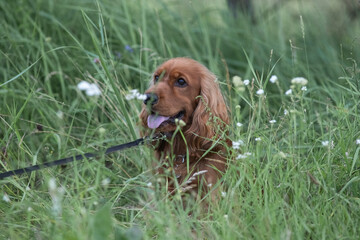 A beautiful purebred English Cocker Spaniel plays outdoors.