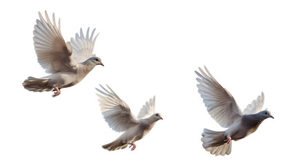 Doves pigeons flying in the sky isolated on a white background