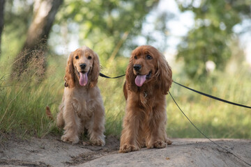 A beautiful purebred English Cocker Spaniel plays outdoors.