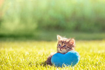 Little cute kitten lies on a blue heart-shaped pillow on the grass © vvvita