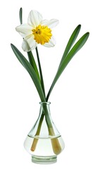 Fototapeta premium Daffodil flower with leaves and stem