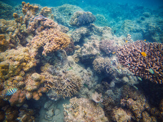 An underwater marvel in Sumatra, featuring a thriving coral reef bursting with life and color. Perfect for illustrating marine biodiversity and the beauty of oceanic ecosystems.