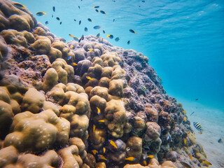 An underwater marvel in Sumatra, featuring a thriving coral reef bursting with life and color. Perfect for illustrating marine biodiversity and the beauty of oceanic ecosystems.