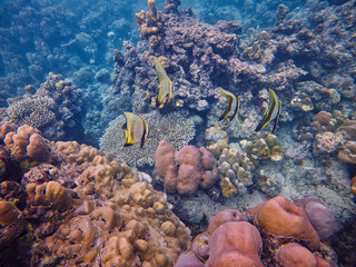 An underwater marvel in Sumatra, featuring a thriving coral reef bursting with life and color. Perfect for illustrating marine biodiversity and the beauty of oceanic ecosystems.
