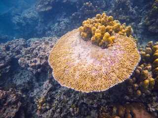 An underwater marvel in Sumatra, featuring a thriving coral reef bursting with life and color. Perfect for illustrating marine biodiversity and the beauty of oceanic ecosystems.