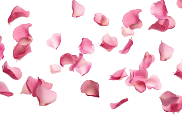PNG  Delicate pink rose petals floating