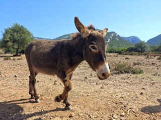 Laufender Esel auf Sardinien