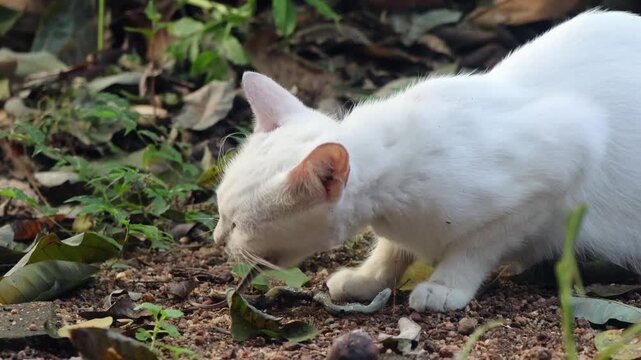 Close-up of outdoor cat eating snake