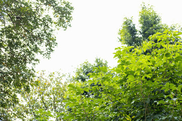 Photography of trees' leaves at a park.