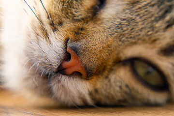 small domestic cat, pet on a macro scale with close-up of the eye and nose as well as fur © Adam