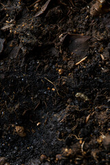 Detailed Close-Up of Rich, Organic Soil Teeming with Life and Decomposed Matter