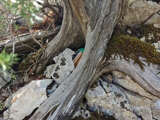 Geocache