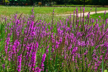 Naklejka premium Scenes of Slovenia