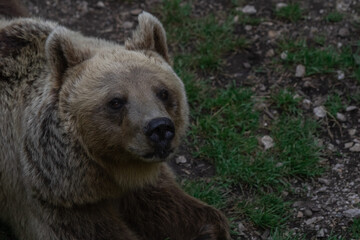Fototapeta premium up close bear