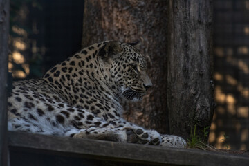 leopard in the zoo