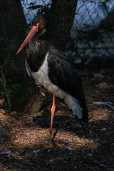white stork in the nest