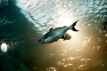 Fresh-water fish in freshwater aquarium, selective focus.