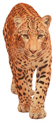 Naklejka premium Wallpaper running leopard wildlife cheetah animal.