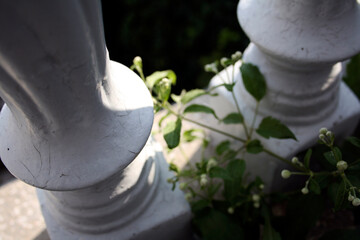 green plant on gray balcony balustrade old building cracks texture