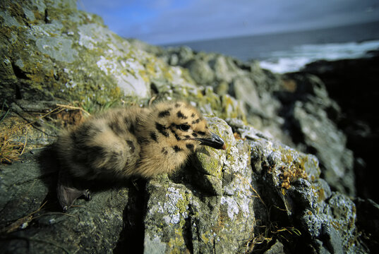 Glaucous winged gull chick (Larus glaucescens) rests on lichen-covered rocks; Florencia Islet, Clayoquot Sound, Vancouver Island, British Columbia, Canada