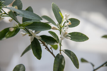 Branches of a blooming citrus tree in a pot in the room