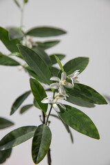 Branches of a blooming citrus tree in a pot in the room