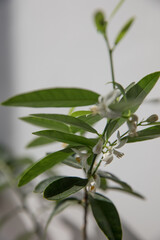 Branches of a blooming citrus tree in a pot in the room