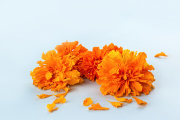 Marigold flowers on a blue background. Composition for the Day of the Dead and Indian holidays, Mockup card. copy space © I.H