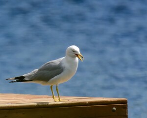 Gull perched on wood deck in front of lake