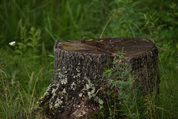 Tree stump surrounded by vegetation